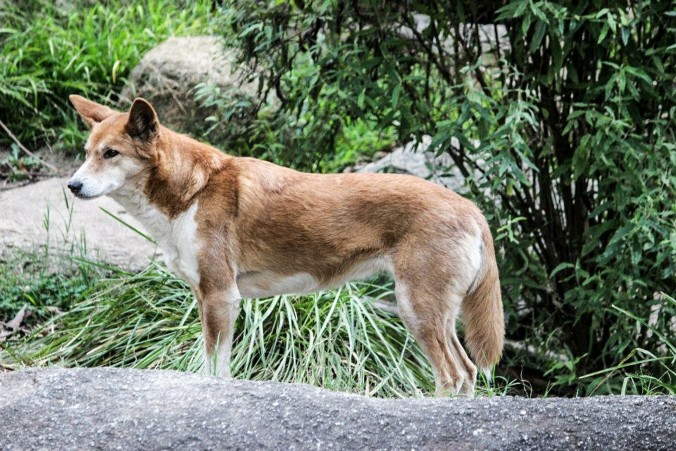 Dingo Tec